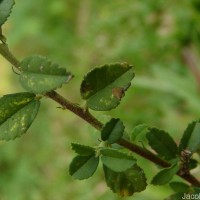 Sida rhombifolia subsp. alnifolia (L.) Ugbor.
